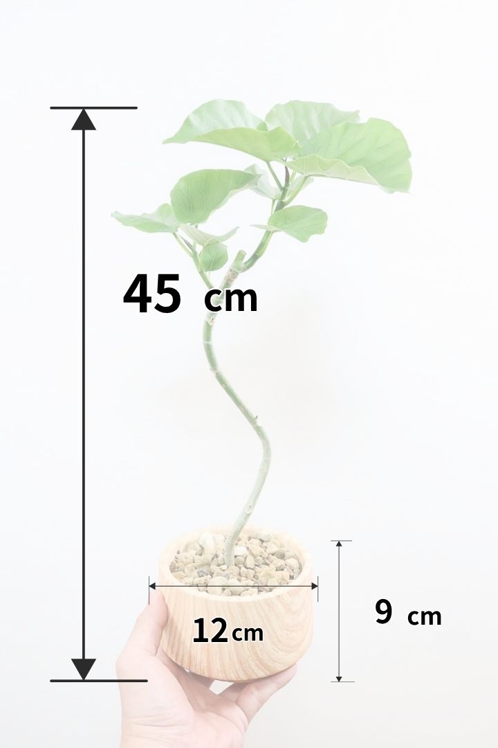 【ウンベラータ】初入荷のサイズ！このサイズ感でここまできれいにカーブした幹は希少ですよ！