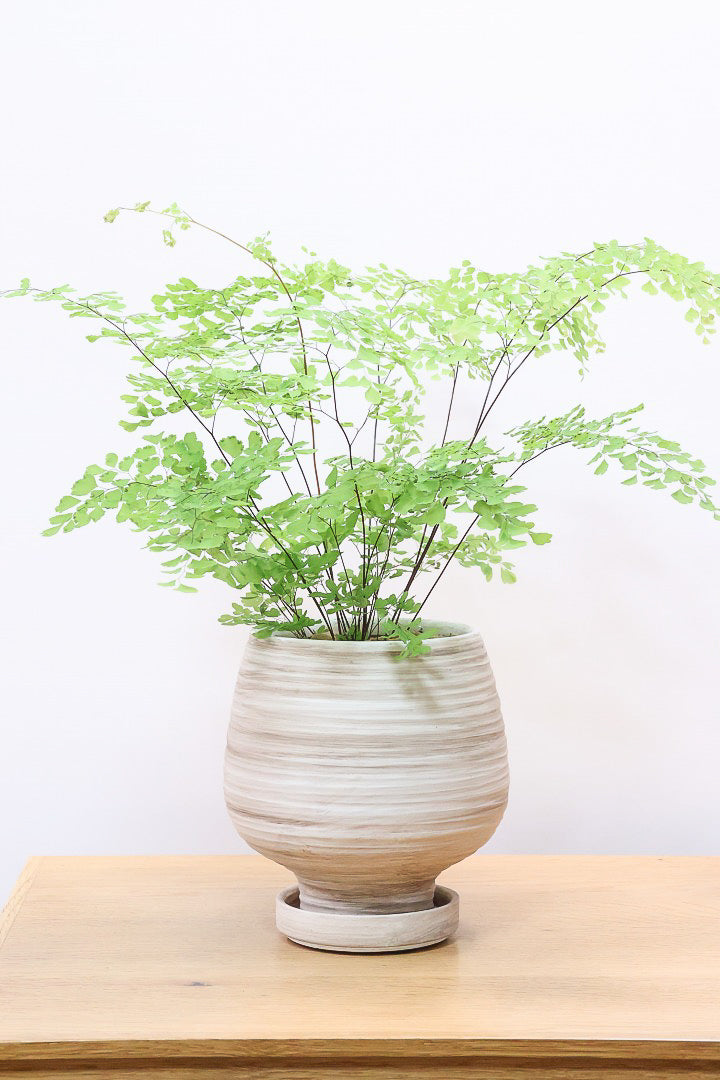 【アジアンタム ミクロフィラム】超ミニミニの葉っぱ！アジアンタムの中で最少の葉っぱです！