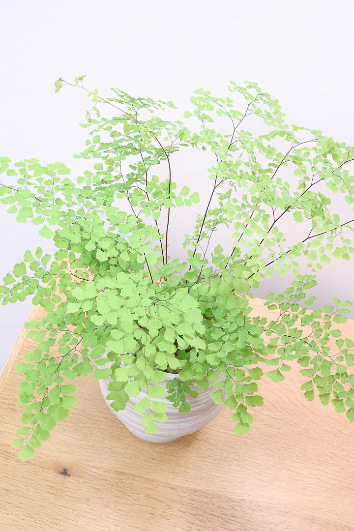 【アジアンタム ミクロフィラム】超ミニミニの葉っぱ！アジアンタムの中で最少の葉っぱです！