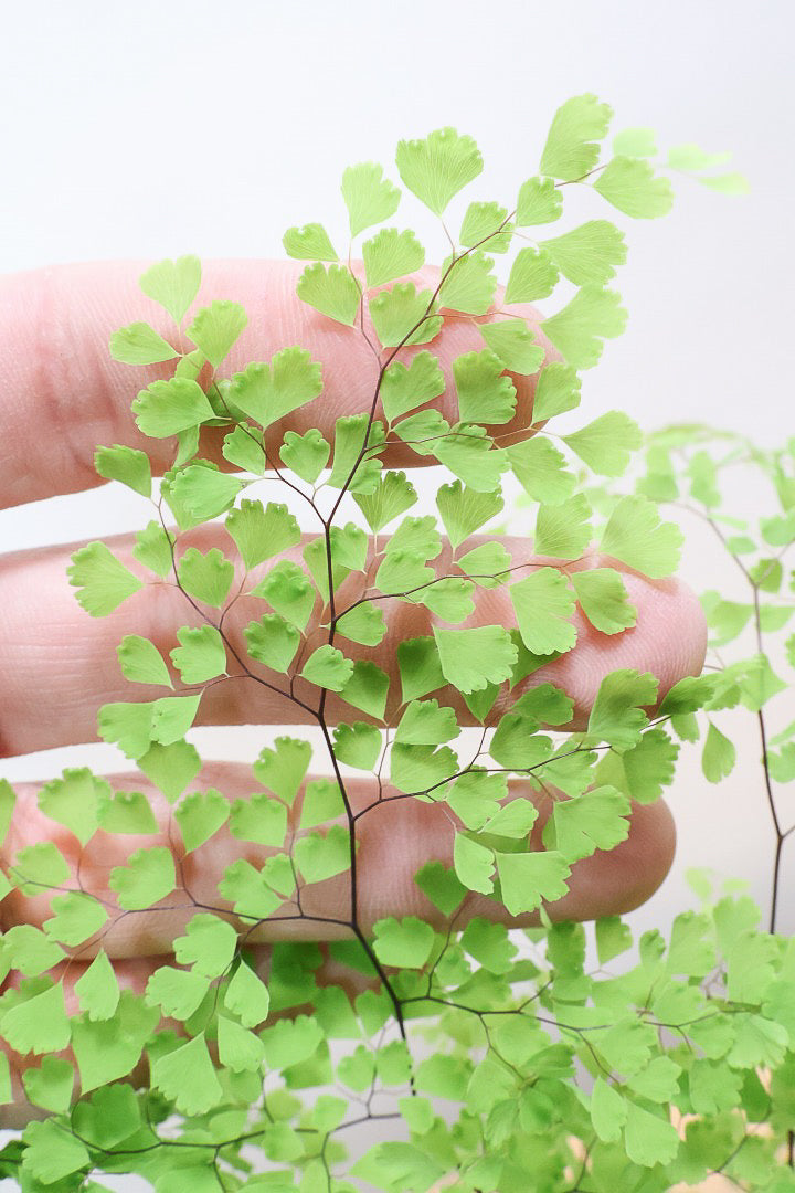 【アジアンタム ミクロフィラム】超ミニミニの葉っぱ！アジアンタムの中で最少の葉っぱです！