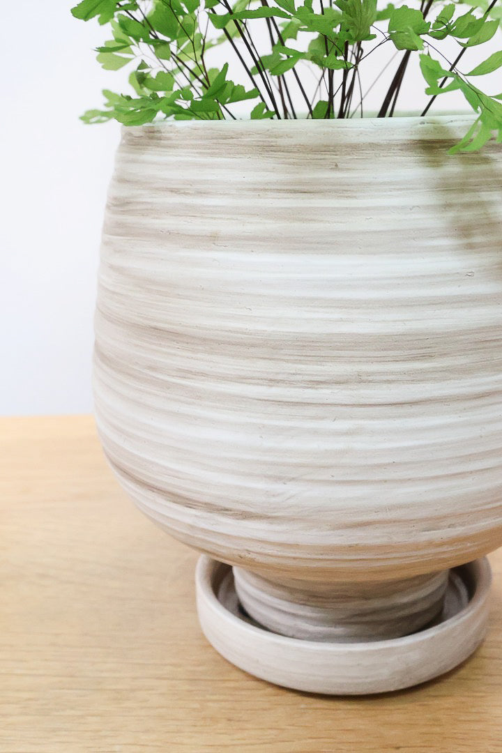 【アジアンタム ミクロフィラム】超ミニミニの葉っぱ！アジアンタムの中で最少の葉っぱです！