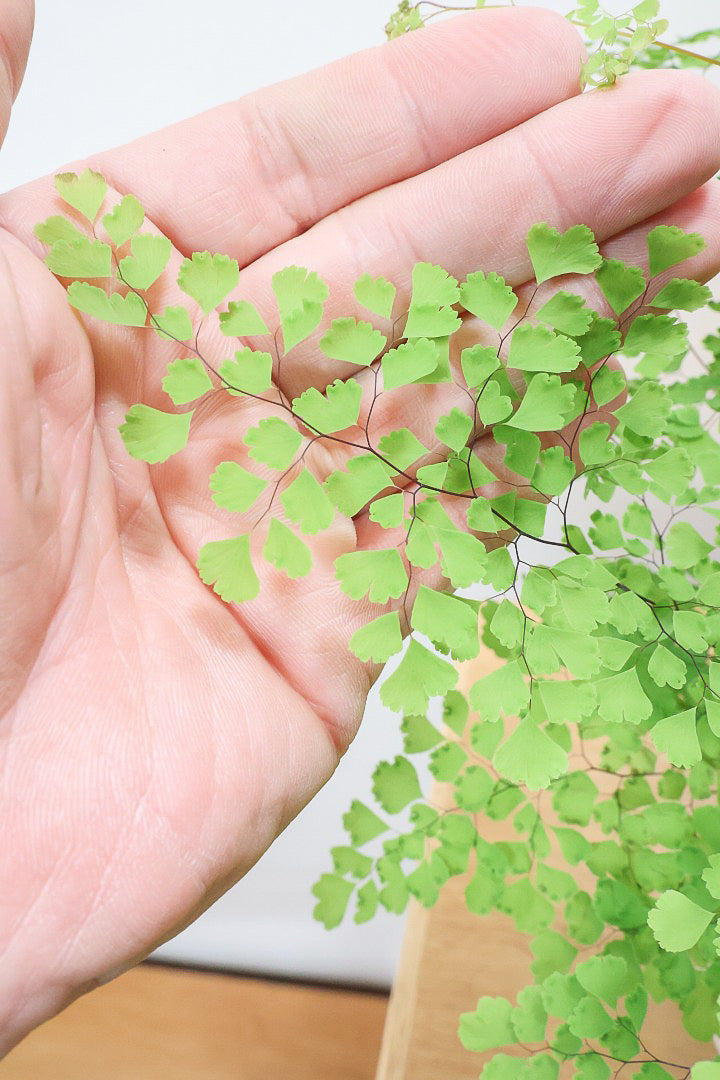 【アジアンタム ミクロフィラム】超ミニミニの葉っぱ！アジアンタムの中で最少の葉っぱです！