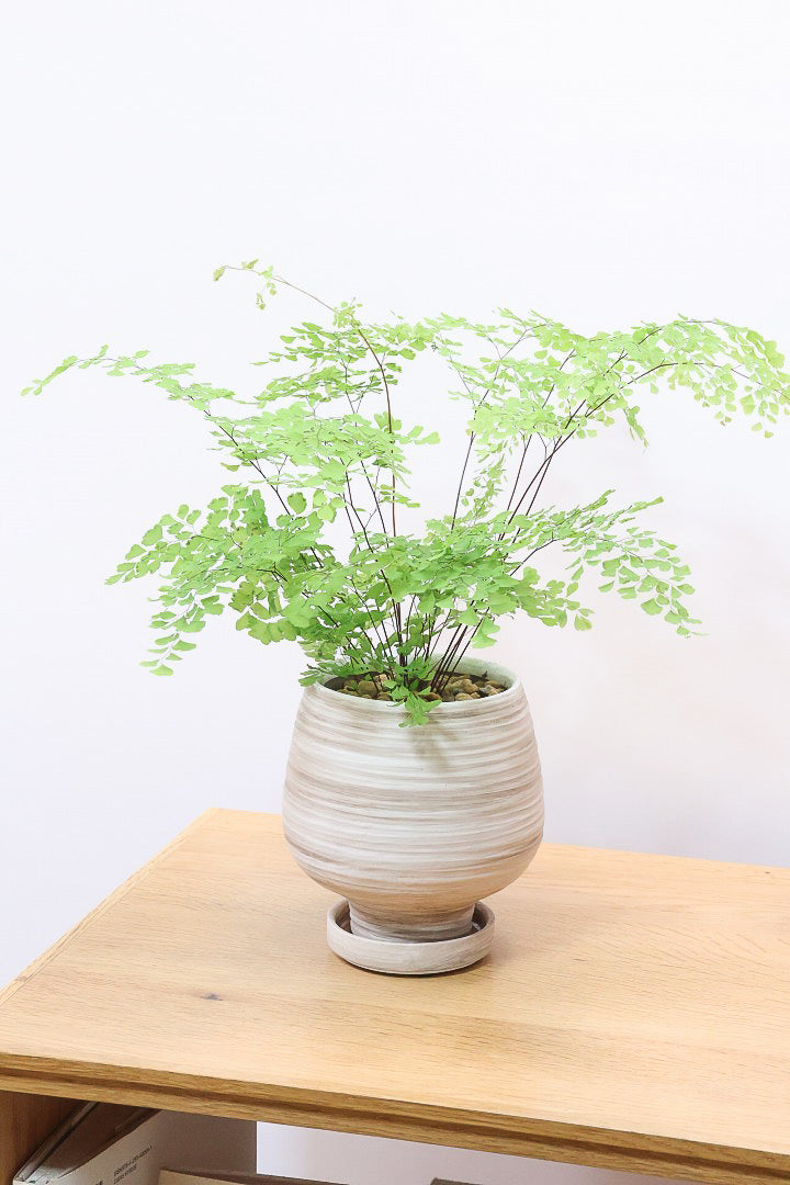 【アジアンタム ミクロフィラム】超ミニミニの葉っぱ！アジアンタムの中で最少の葉っぱです！