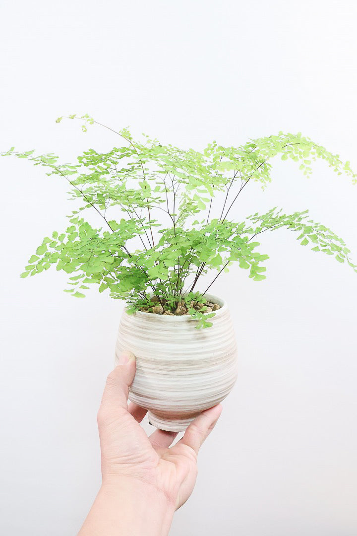 【アジアンタム ミクロフィラム】超ミニミニの葉っぱ！アジアンタムの中で最少の葉っぱです！