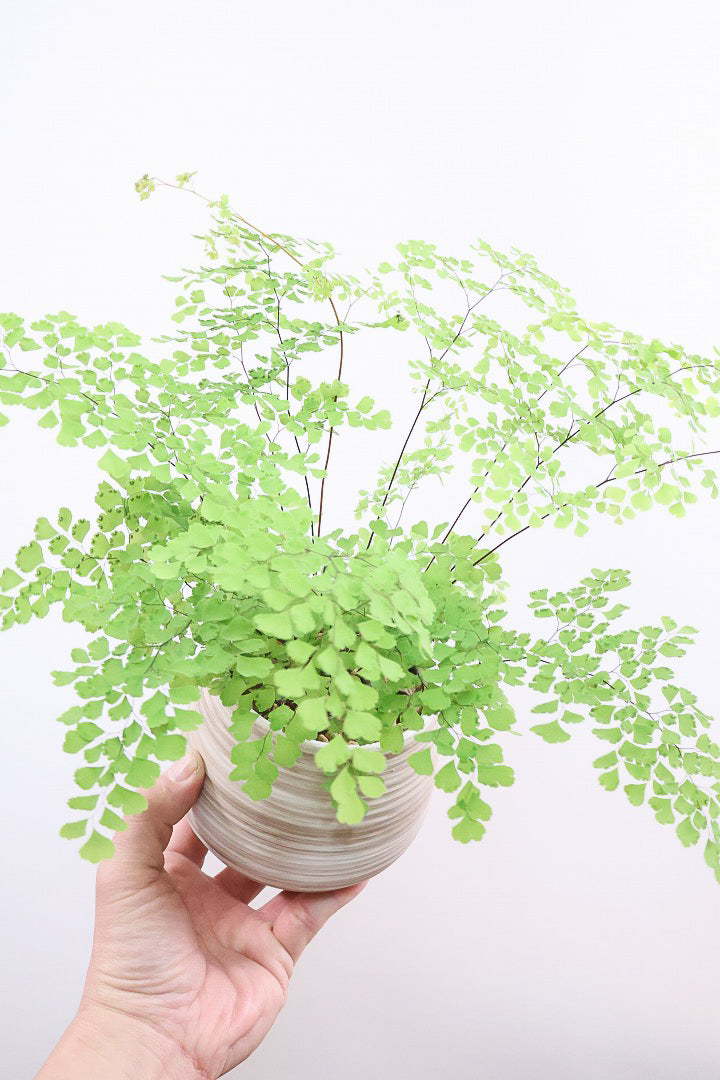 【アジアンタム ミクロフィラム】超ミニミニの葉っぱ！アジアンタムの中で最少の葉っぱです！