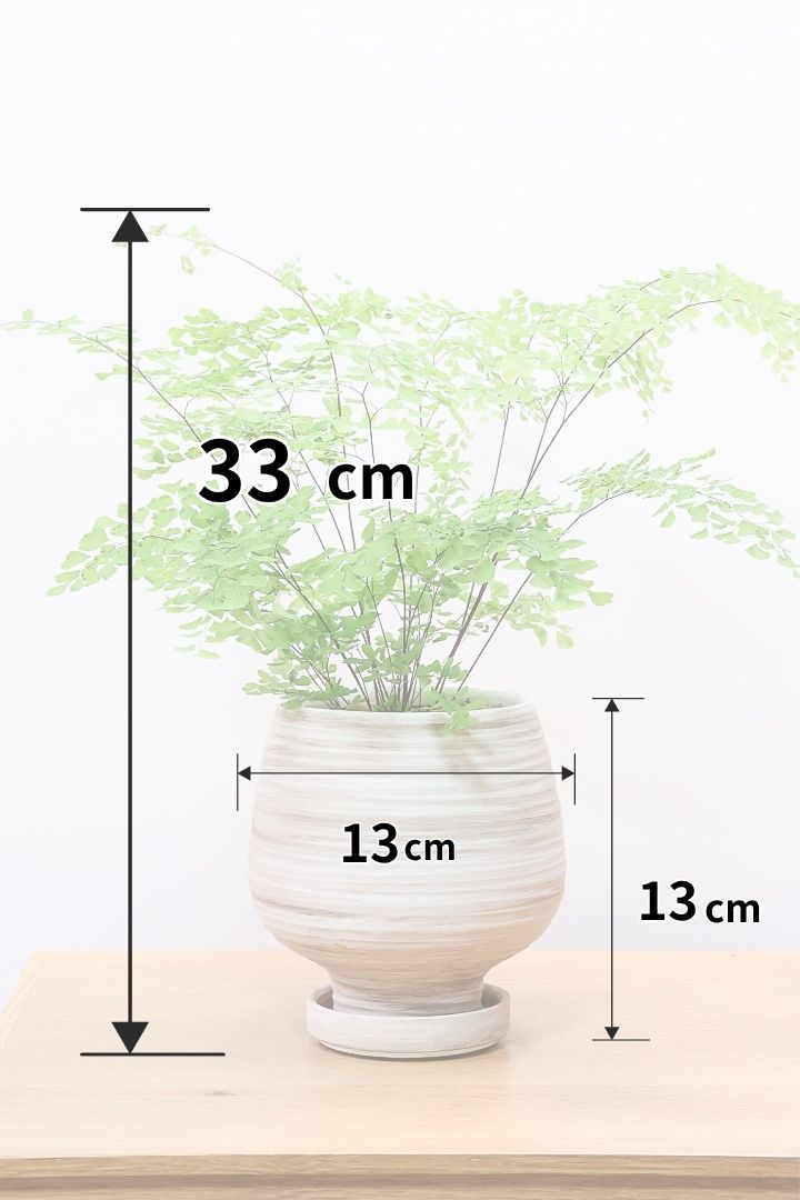 【アジアンタム ミクロフィラム】超ミニミニの葉っぱ！アジアンタムの中で最少の葉っぱです！