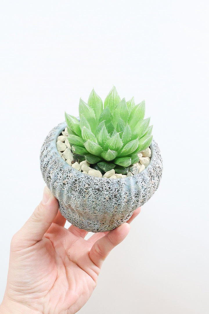 【ハオルチア 青雲の舞】ぷにぷにしていてかわいい♪少しシャープなカッコいい葉っぱです！