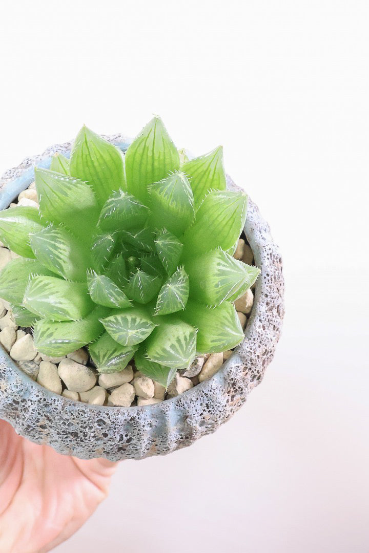 【ハオルチア 青雲の舞】ぷにぷにしていてかわいい♪少しシャープなカッコいい葉っぱです！