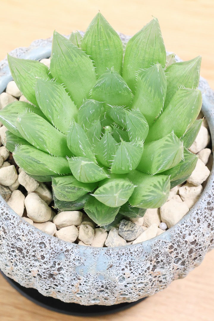 【ハオルチア 青雲の舞】ぷにぷにしていてかわいい♪少しシャープなカッコいい葉っぱです！