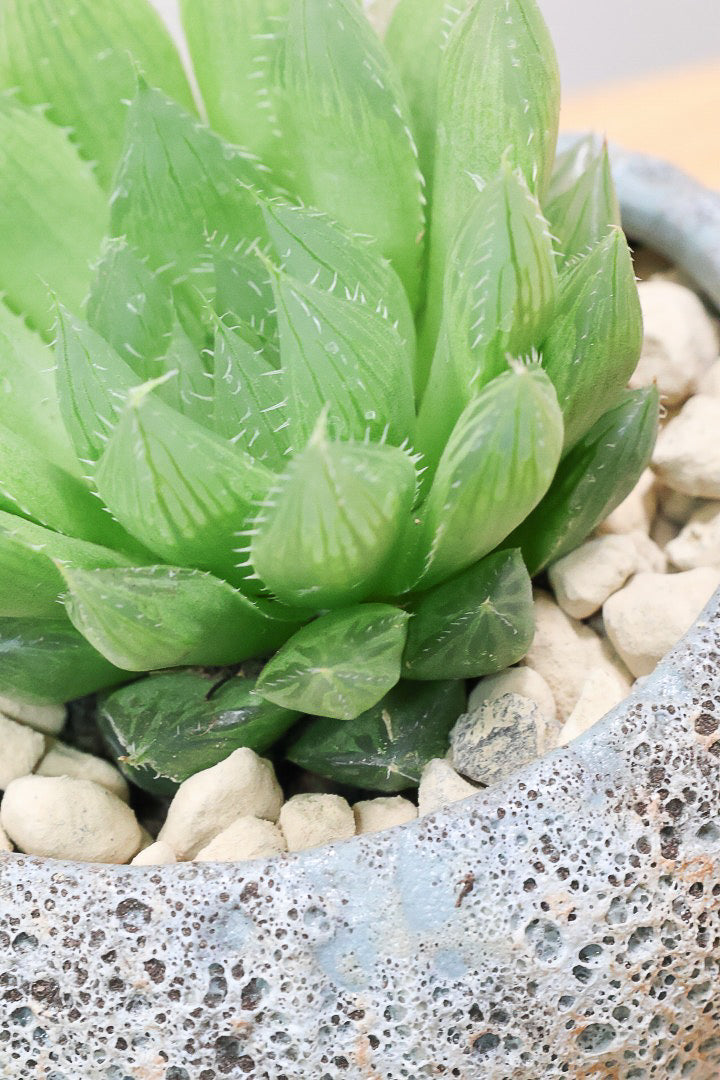 【ハオルチア 青雲の舞】ぷにぷにしていてかわいい♪少しシャープなカッコいい葉っぱです！