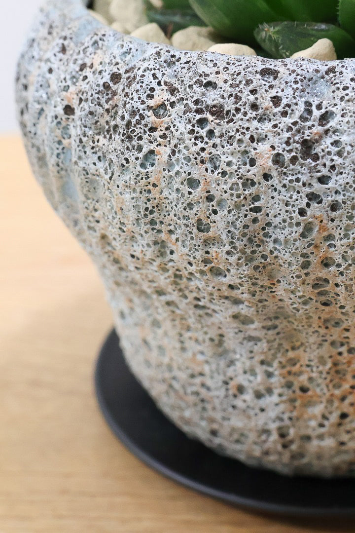 【ハオルチア 青雲の舞】ぷにぷにしていてかわいい♪少しシャープなカッコいい葉っぱです！