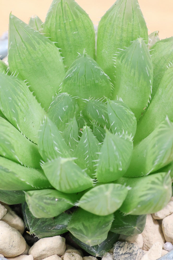 【ハオルチア 青雲の舞】ぷにぷにしていてかわいい♪少しシャープなカッコいい葉っぱです！