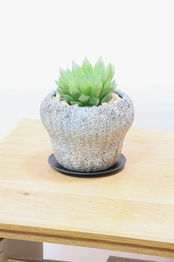 【ハオルチア 青雲の舞】ぷにぷにしていてかわいい♪少しシャープなカッコいい葉っぱです！