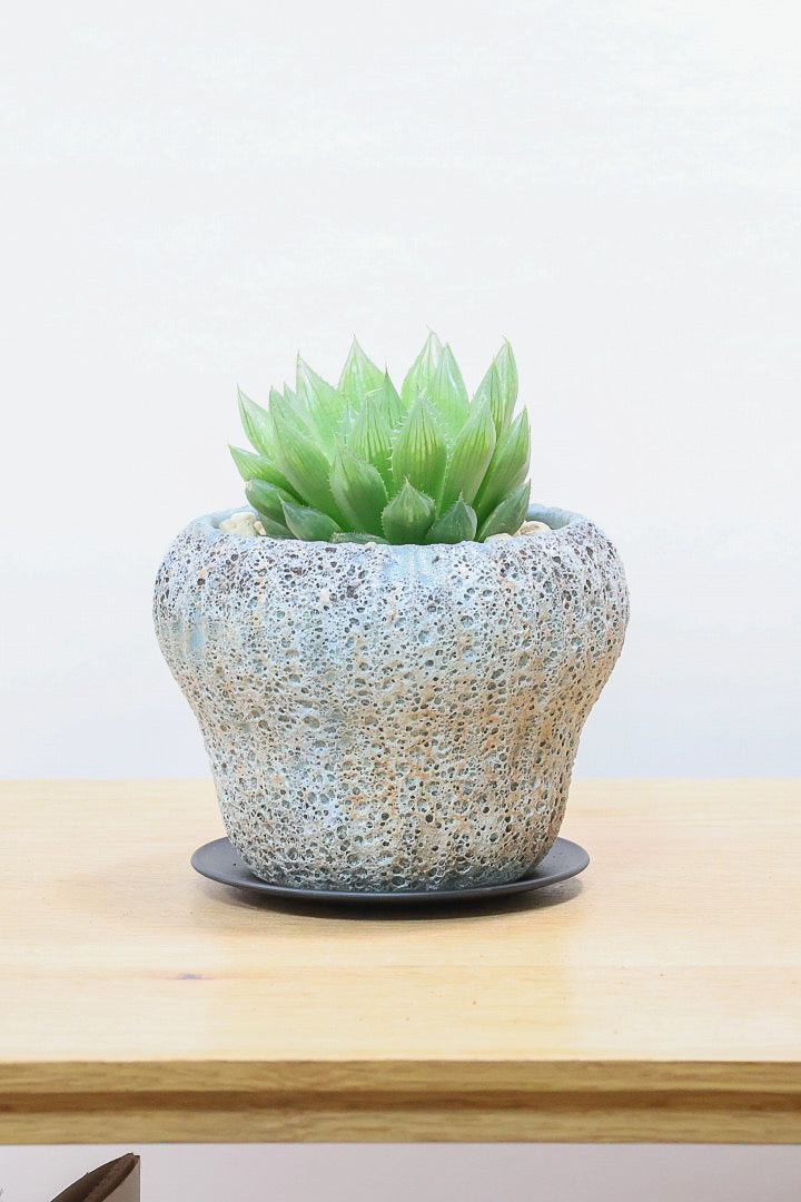 【ハオルチア 青雲の舞】ぷにぷにしていてかわいい♪少しシャープなカッコいい葉っぱです！