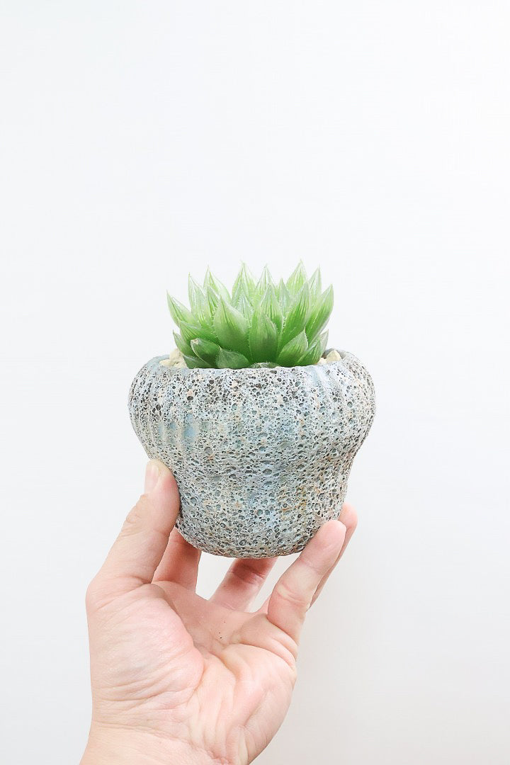 【ハオルチア 青雲の舞】ぷにぷにしていてかわいい♪少しシャープなカッコいい葉っぱです！