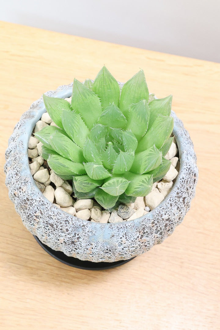 【ハオルチア 青雲の舞】ぷにぷにしていてかわいい♪少しシャープなカッコいい葉っぱです！