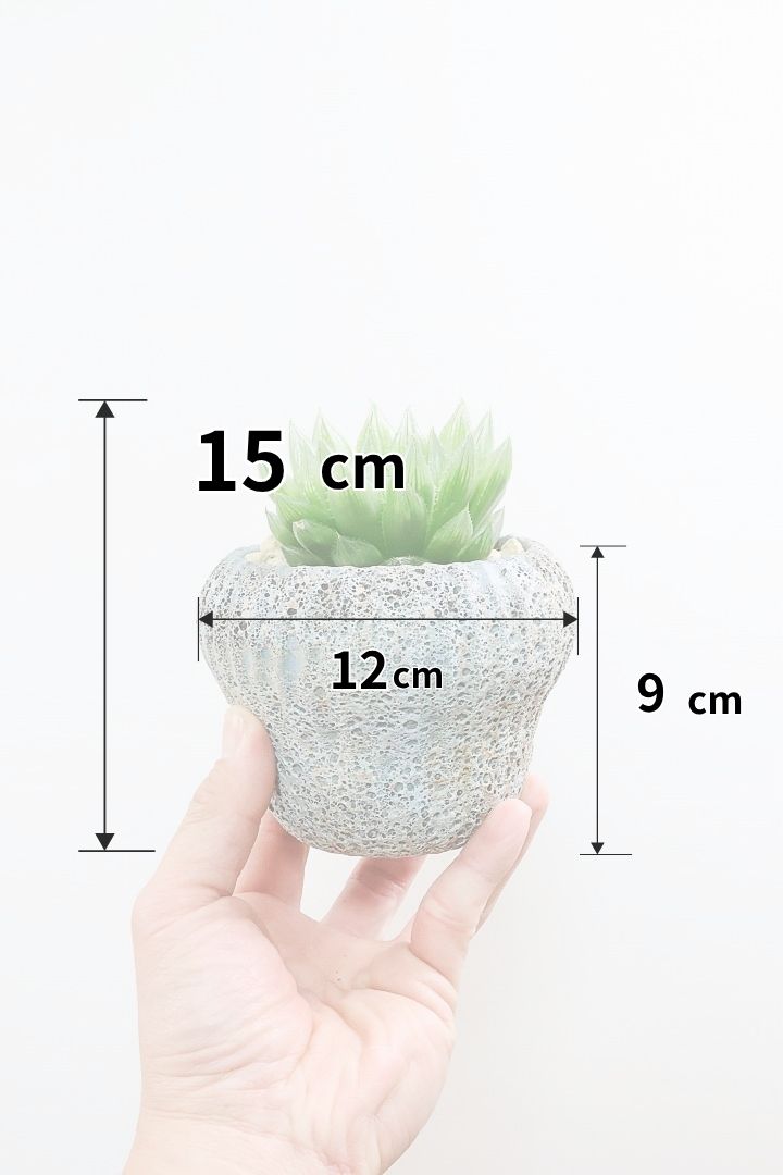 【ハオルチア 青雲の舞】ぷにぷにしていてかわいい♪少しシャープなカッコいい葉っぱです！