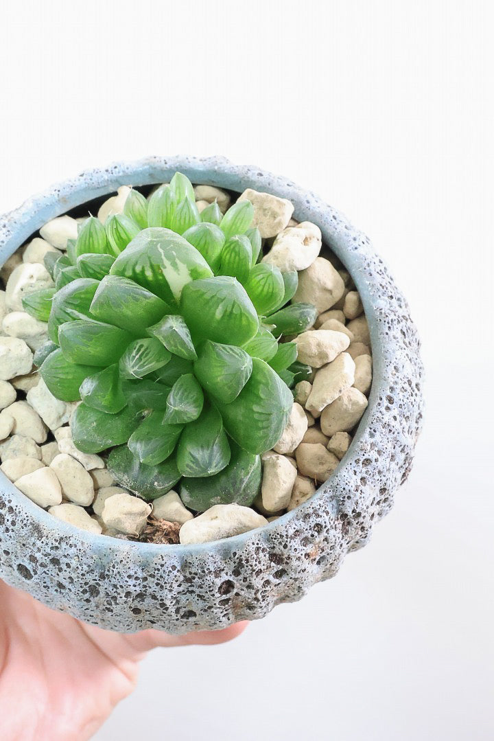 【ハオルチア オブツーサマリン】ぷにぷにしていてかわいい♪透き通るような透明感のある葉っぱです！