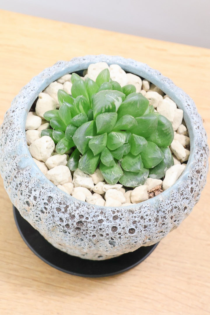 【ハオルチア オブツーサマリン】ぷにぷにしていてかわいい♪透き通るような透明感のある葉っぱです！