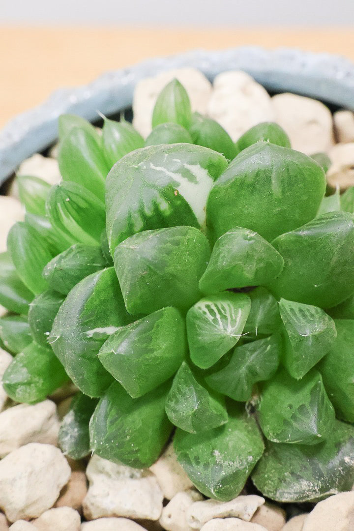 【ハオルチア オブツーサマリン】ぷにぷにしていてかわいい♪透き通るような透明感のある葉っぱです！