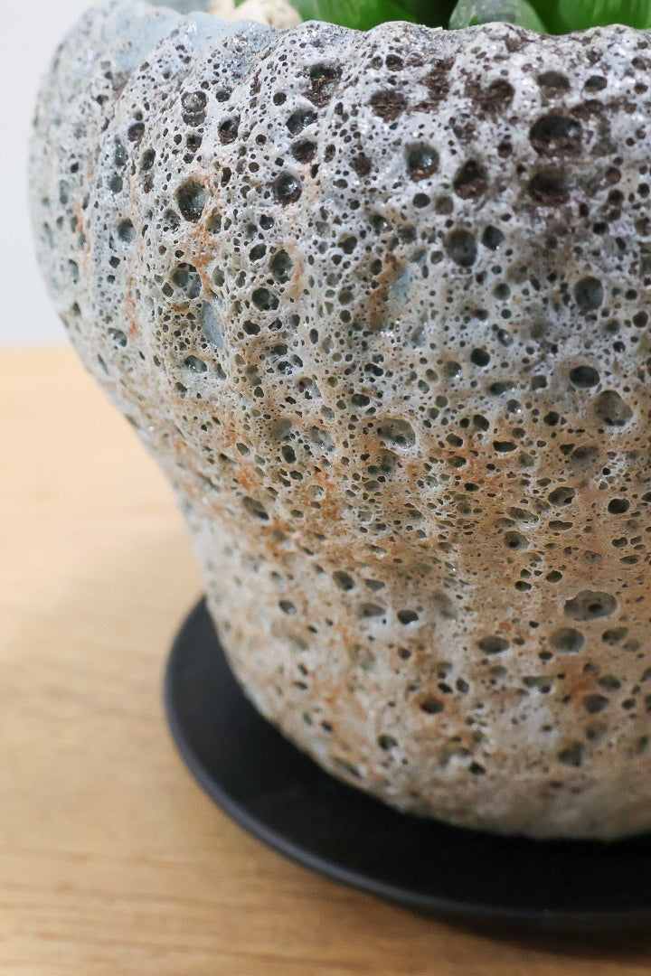 【ハオルチア オブツーサマリン】ぷにぷにしていてかわいい♪透き通るような透明感のある葉っぱです！