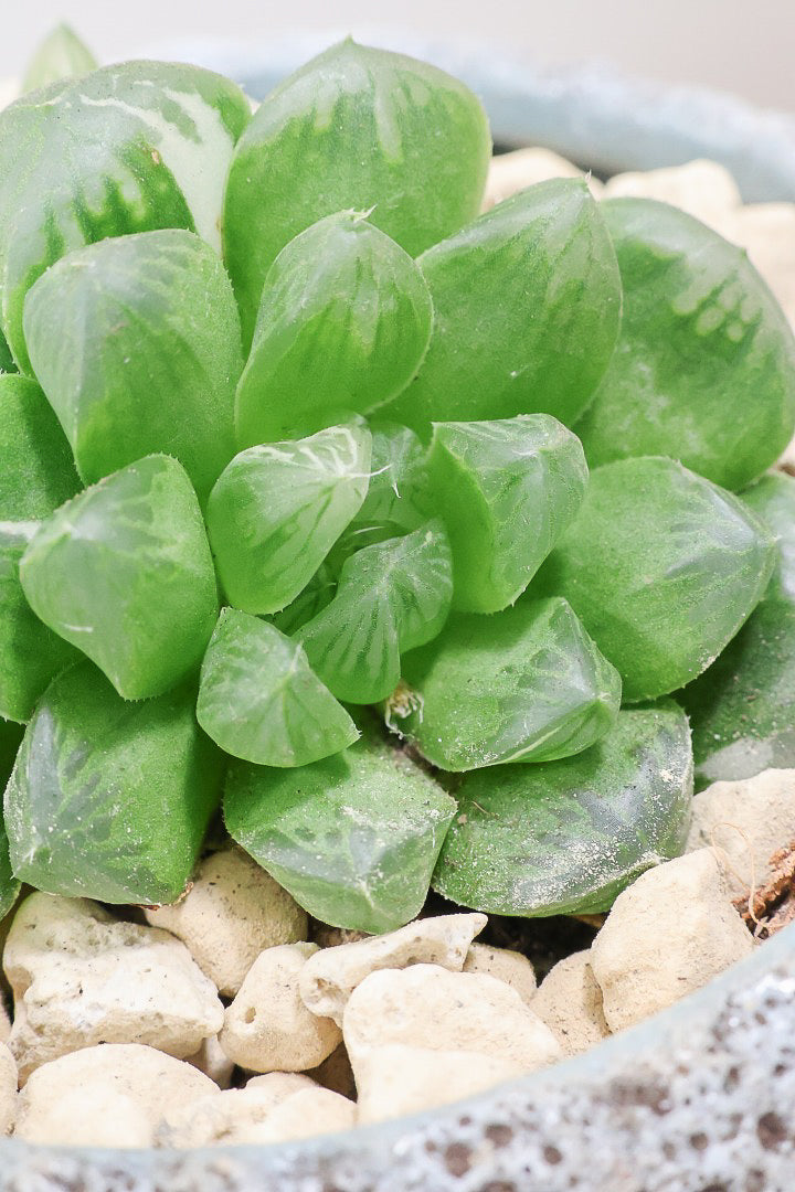 【ハオルチア オブツーサマリン】ぷにぷにしていてかわいい♪透き通るような透明感のある葉っぱです！