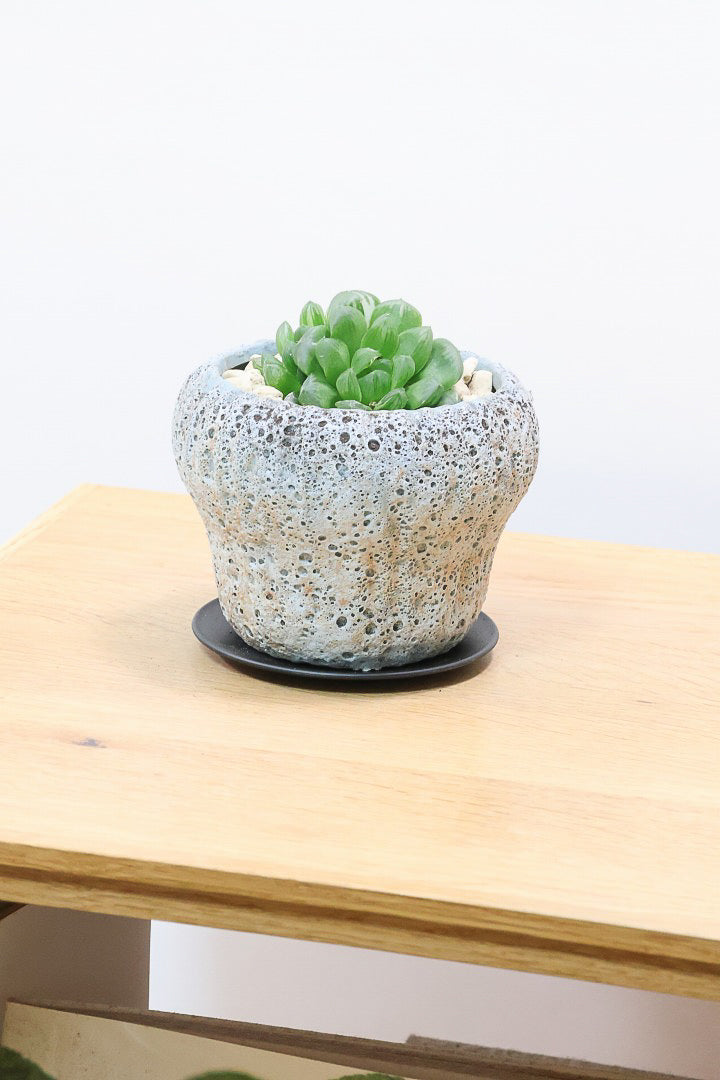 【ハオルチア オブツーサマリン】ぷにぷにしていてかわいい♪透き通るような透明感のある葉っぱです！