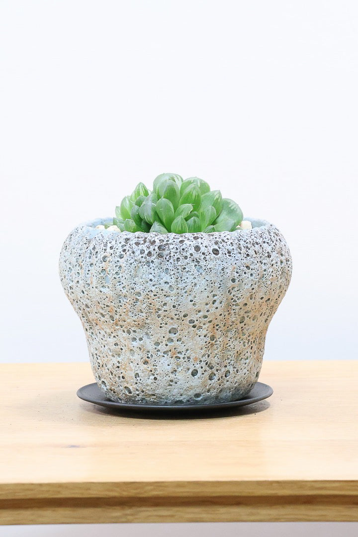 【ハオルチア オブツーサマリン】ぷにぷにしていてかわいい♪透き通るような透明感のある葉っぱです！