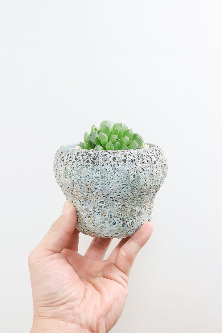 【ハオルチア オブツーサマリン】ぷにぷにしていてかわいい♪透き通るような透明感のある葉っぱです！