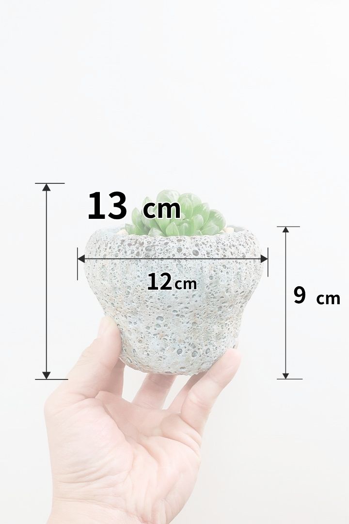 【ハオルチア オブツーサマリン】ぷにぷにしていてかわいい♪透き通るような透明感のある葉っぱです！