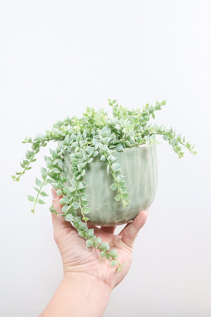 【ディスキディア ミリオンハート バリエガタ】久々の入荷！今回の葉最高の仕上がりの爽やかな葉色！ミニミニの葉がとてもかわいいです！