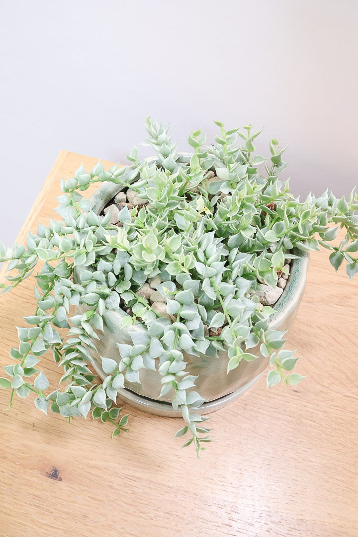 【ディスキディア ミリオンハート バリエガタ】久々の入荷！今回の葉最高の仕上がりの爽やかな葉色！ミニミニの葉がとてもかわいいです！