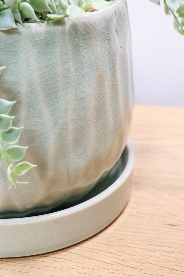 【ディスキディア ミリオンハート バリエガタ】久々の入荷！今回の葉最高の仕上がりの爽やかな葉色！ミニミニの葉がとてもかわいいです！