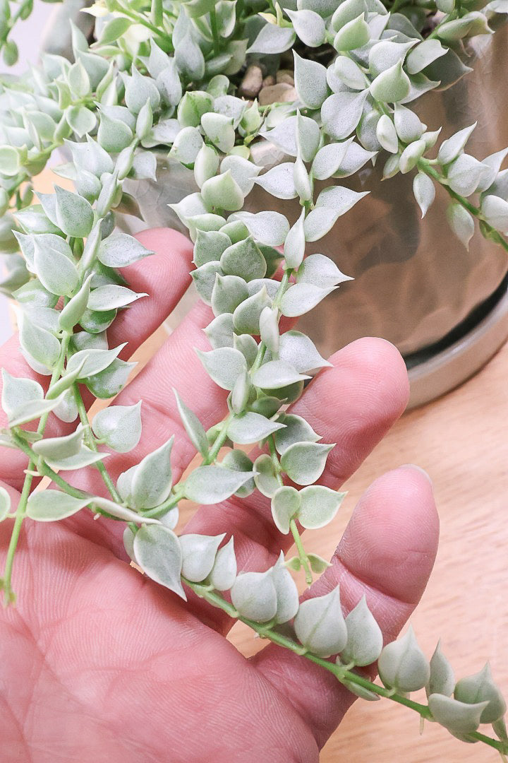 【ディスキディア ミリオンハート バリエガタ】久々の入荷！今回の葉最高の仕上がりの爽やかな葉色！ミニミニの葉がとてもかわいいです！