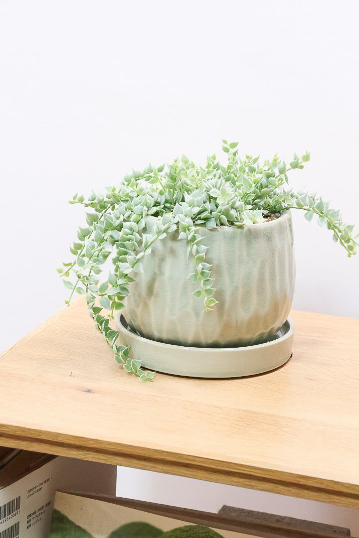 【ディスキディア ミリオンハート バリエガタ】久々の入荷！今回の葉最高の仕上がりの爽やかな葉色！ミニミニの葉がとてもかわいいです！