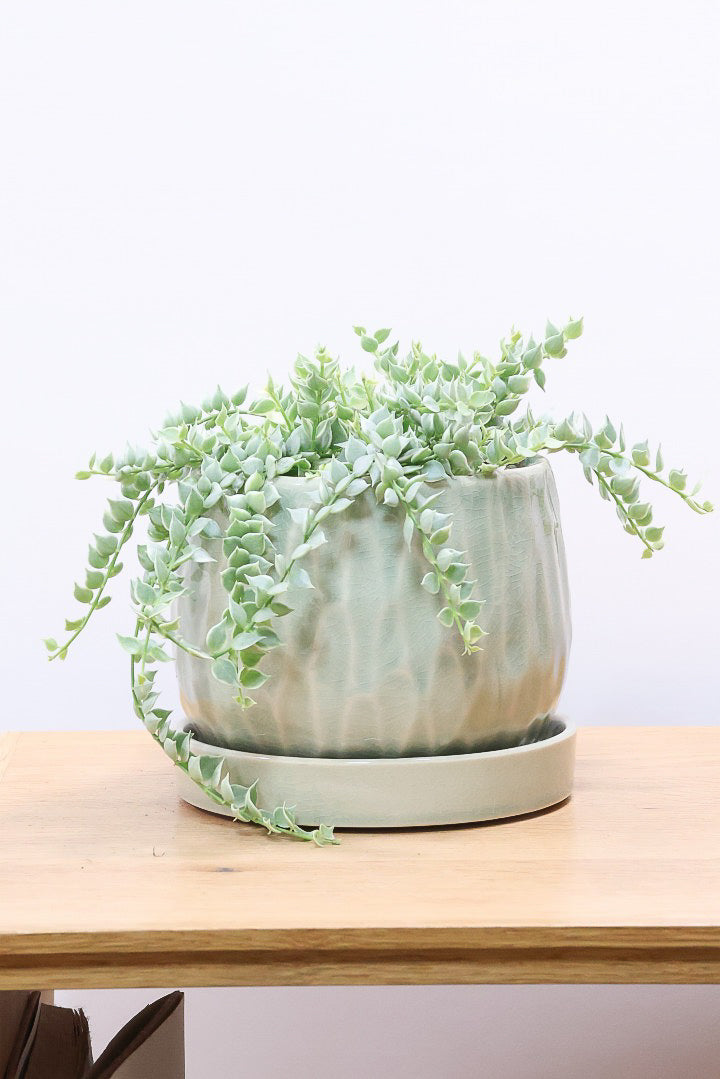 【ディスキディア ミリオンハート バリエガタ】久々の入荷！今回の葉最高の仕上がりの爽やかな葉色！ミニミニの葉がとてもかわいいです！