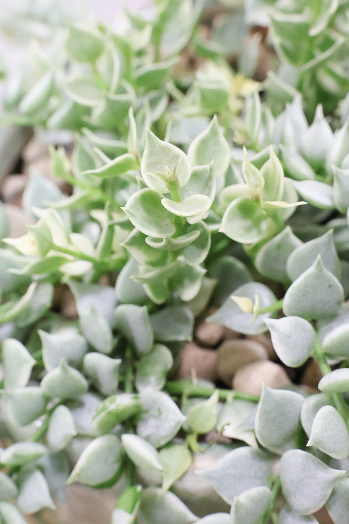 【ディスキディア ミリオンハート バリエガタ】久々の入荷！今回の葉最高の仕上がりの爽やかな葉色！ミニミニの葉がとてもかわいいです！