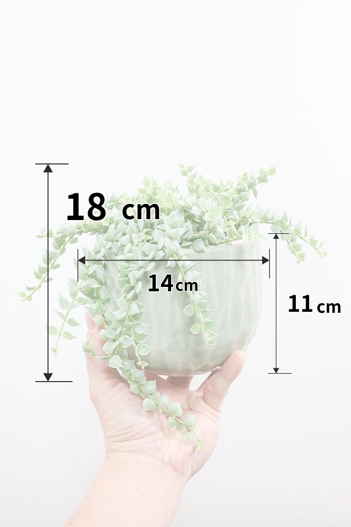 【ディスキディア ミリオンハート バリエガタ】久々の入荷！今回の葉最高の仕上がりの爽やかな葉色！ミニミニの葉がとてもかわいいです！