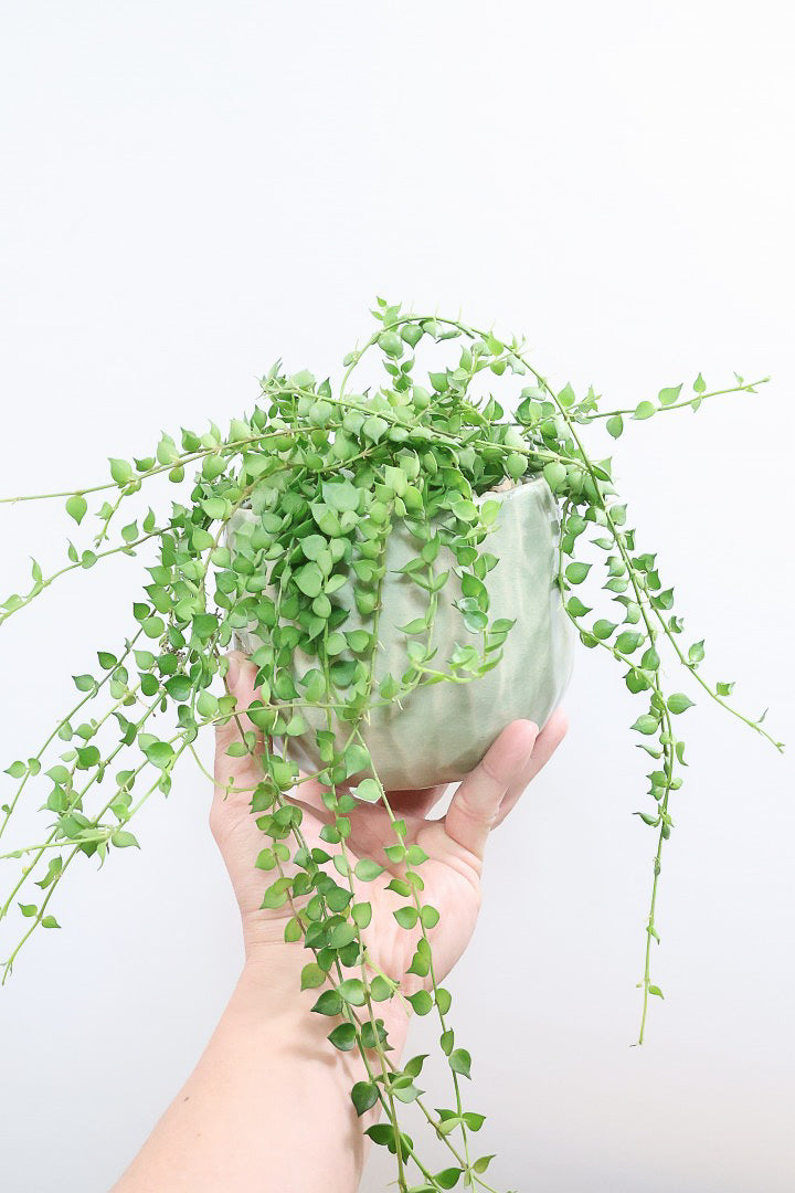 【ディスキディア ミリオンハート グリーン】超ロング！ここまで長いものはなかなか入荷しませんのでぜひご検討ください！