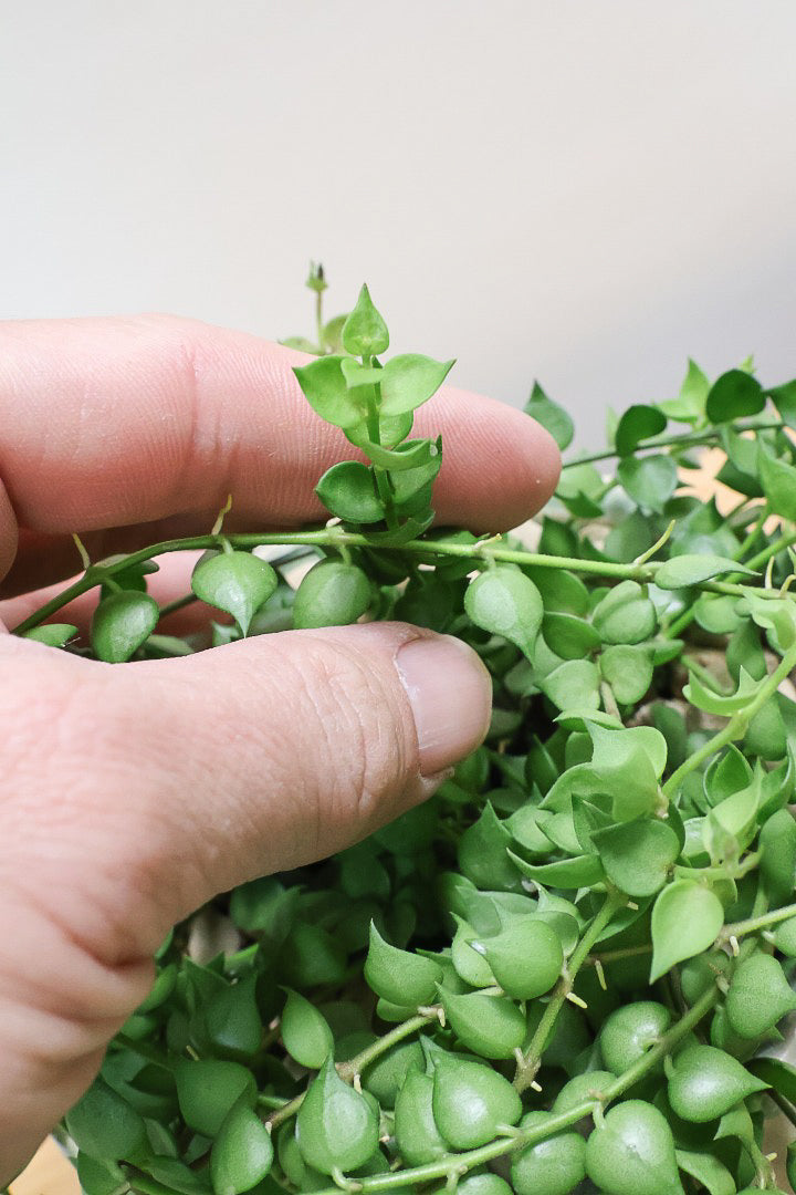 【ディスキディア ミリオンハート グリーン】超ロング！ここまで長いものはなかなか入荷しませんのでぜひご検討ください！