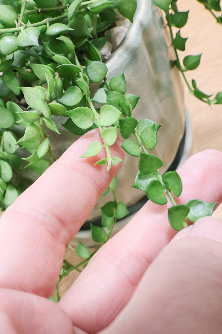 【ディスキディア ミリオンハート グリーン】超ロング！ここまで長いものはなかなか入荷しませんのでぜひご検討ください！