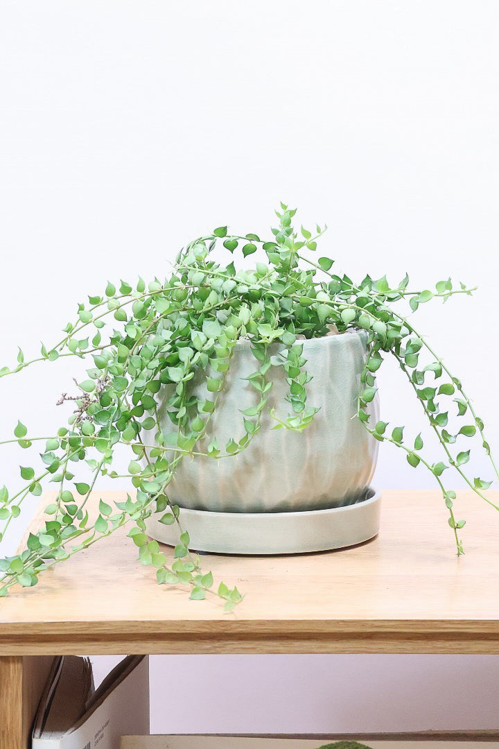 【ディスキディア ミリオンハート グリーン】超ロング！ここまで長いものはなかなか入荷しませんのでぜひご検討ください！