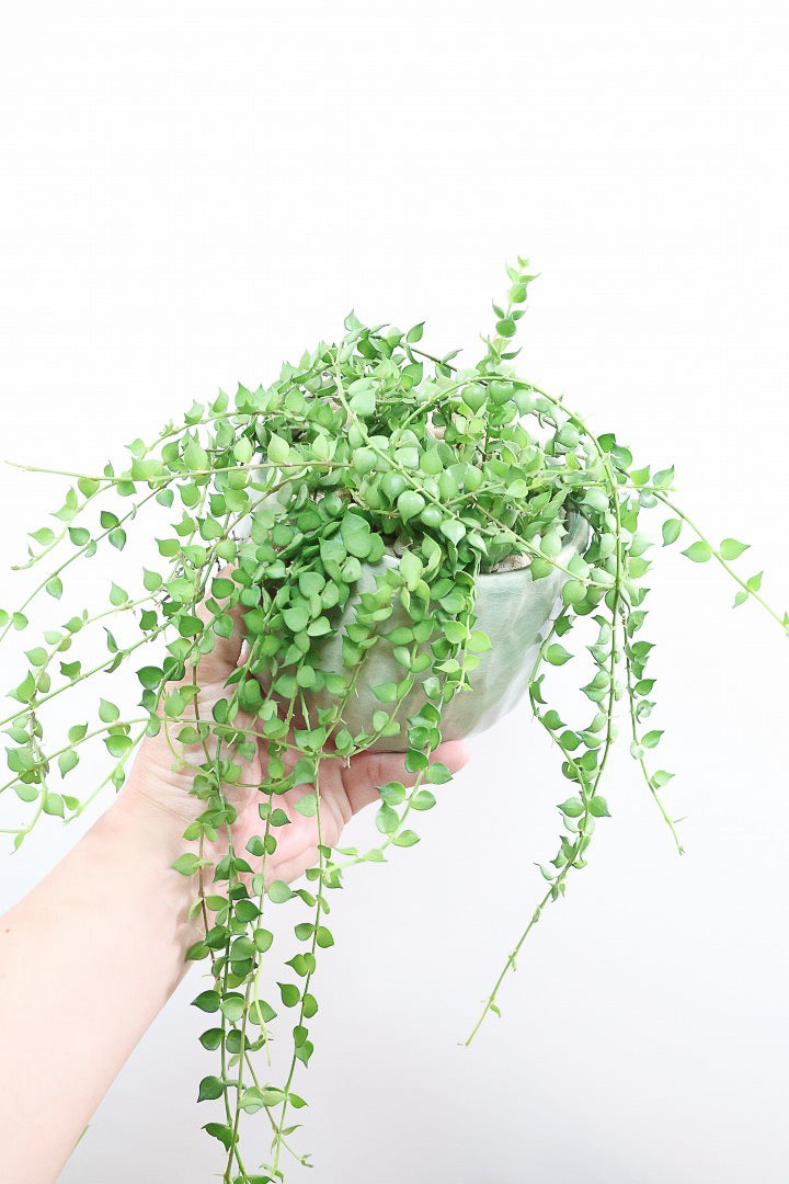 【ディスキディア ミリオンハート グリーン】超ロング！ここまで長いものはなかなか入荷しませんのでぜひご検討ください！