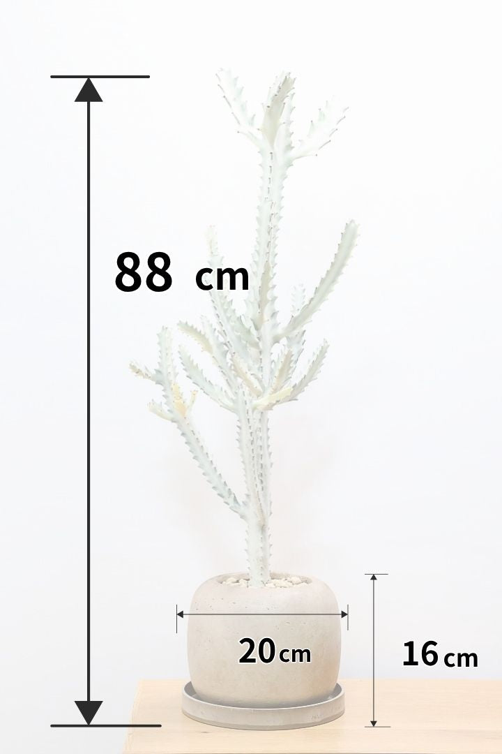ユーフォルビア ラクティア ホワイトゴーストBE61582| 観葉植物の通信