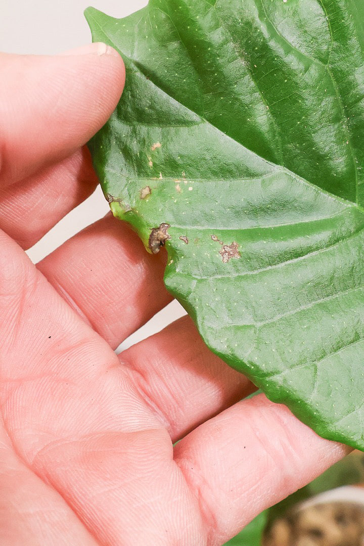 【ウンベラータ】このサイズはこれがラストの在庫です！葉付きが良くてナイスバランス！曲り樹形の名手でもある生産者さんが手塩に掛けたバランスの良い素晴らしい樹形です！