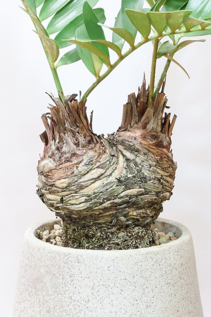 ザミア フルフラケアIV61586| 観葉植物の通信販売 | APEGO(アペーゴ) ザミア フルフラケアIV61586| 観葉植物の通信販売 | APEGO(アペーゴ)
