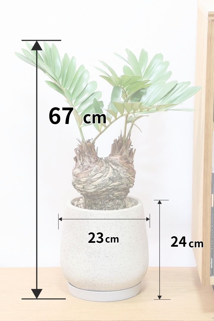 【ザミア フルフラケア】希少な分頭タイプ！ここまで仕上がった個体は珍しいと思います！