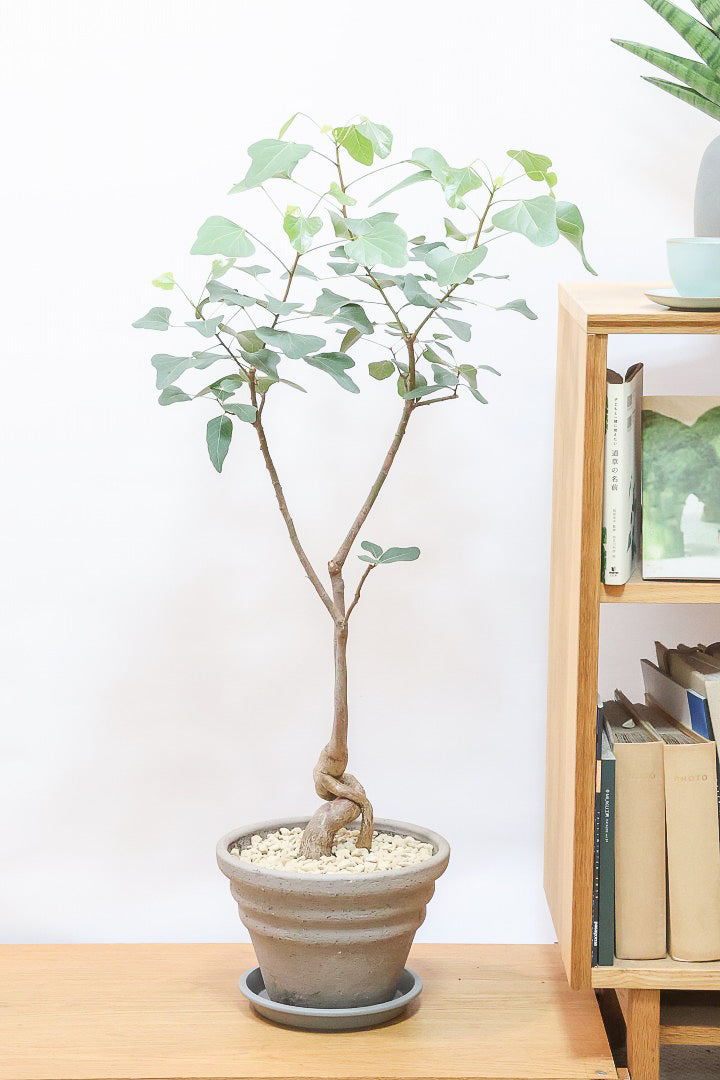 【ブラキキトン ポプルネウス】かわいいフォルムの葉っぱ。根っこはもちろん個性的に仕上がっています！