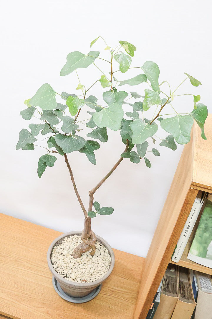 【ブラキキトン ポプルネウス】かわいいフォルムの葉っぱ。根っこはもちろん個性的に仕上がっています！