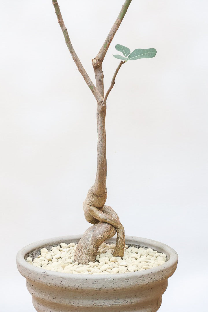 【ブラキキトン ポプルネウス】かわいいフォルムの葉っぱ。根っこはもちろん個性的に仕上がっています！